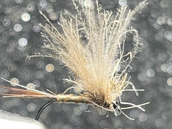 Baetis Rodhani (olive clair)