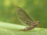 Baetis Rodhani (olive clair)