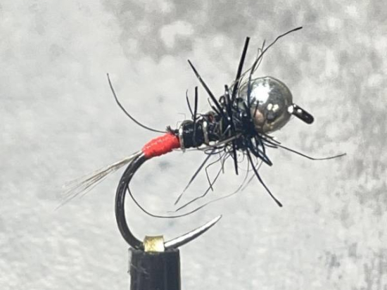 Le cul rouge evolution