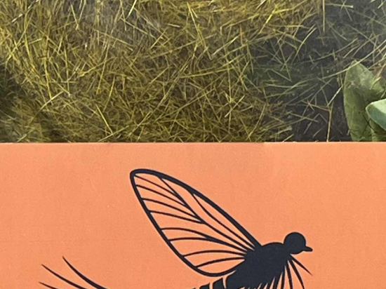 Poils de lièvre - Olive