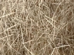 Poils  de lievre naturel