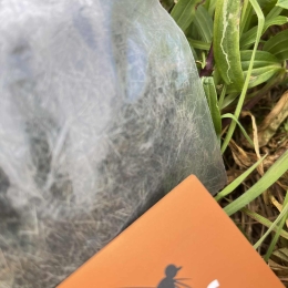 Poils de lièvre -dun