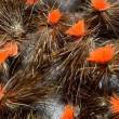le tabanas / tricoptère sedge/mouche de peche/ peche a la mouche/mouches de pierrot