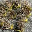 mouche de peche/ baetis rhodani/mouche en cheuvreuil olive/mouches de pierrot