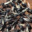 fourmi ailees, mouche de peche,peche a la mouche,peche a la fourmi/mouches de pierrot