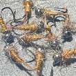 nymphe de peche/mouche de pierrot/gazoline/peche au toc/la carrousel